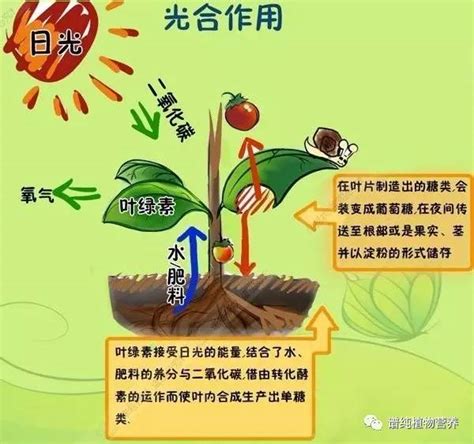 不能行光合作用的植物